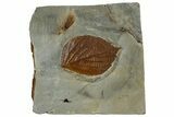 Detailed Fossil Leaf (Celtis) - Montana #262376-1